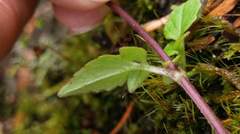 Valeriana flaccidissima