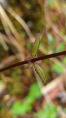Valeriana flaccidissima