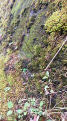 Valeriana flaccidissima