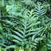 Musk Fern - Photo (c) Leslie Flint, some rights reserved (CC BY-NC), uploaded by Leslie Flint