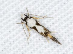 Machetis aphrobola