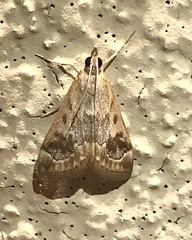 Loxostege allectalis