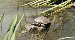 Mauremys leprosa leprosa
