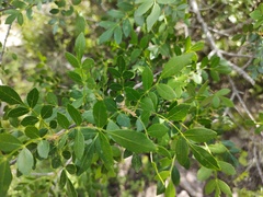 Fraxinus rufescens