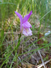 Arethusa bulbosa