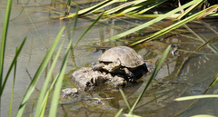Mauremys leprosa leprosa