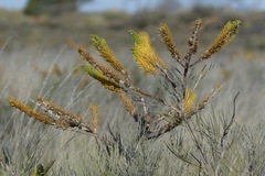 Grevillea eriostachya