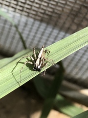 Oxyopes tridens