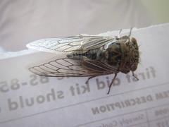 Platypleura arabica