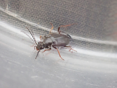 Phlaeopterus