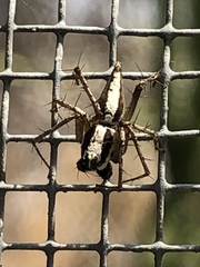 Oxyopes tridens