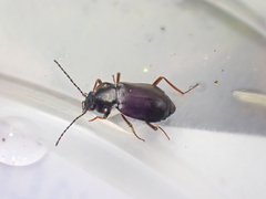 Phlaeopterus