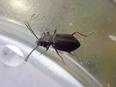Phlaeopterus