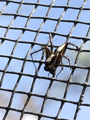 Oxyopes tridens