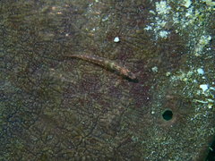 Pleurosicya elongata