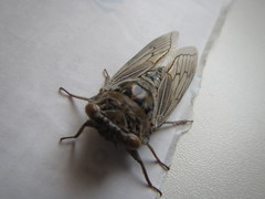 Platypleura arabica
