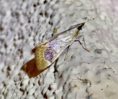 Loxostege typhonalis