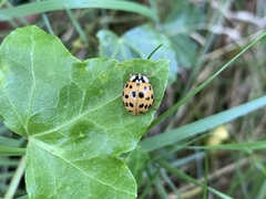 Harmonia axyridis