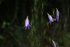 Campanula spatulata