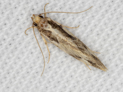 Machetis versatrix