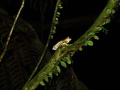 Rhacophorus margaritifer