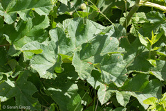 Heracleum sphondylium orsinii