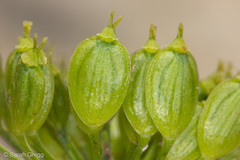 Heracleum sphondylium orsinii