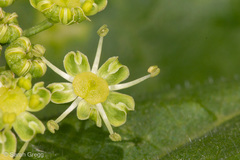 Heracleum sphondylium orsinii