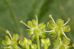 Heracleum sphondylium orsinii