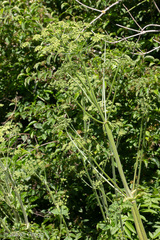 Heracleum sphondylium orsinii