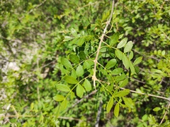 Fraxinus rufescens