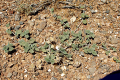 Lamiaceae
