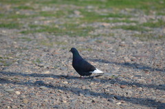 Columba livia