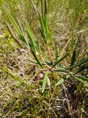 Andromeda polifolia glaucophylla