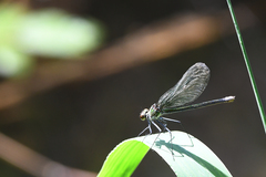 Calopteryx splendens