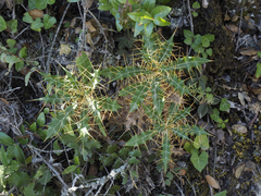 Ptilostemon hispanicus