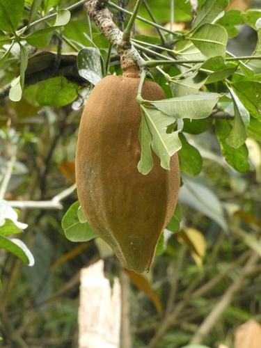 Pachira speciosa Triana & Planch. 2