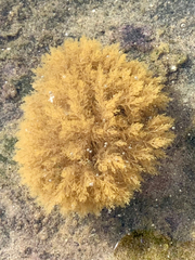 Crisularia turrita