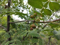 Bursera palmeri
