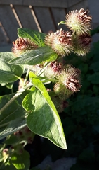 Arctium minus