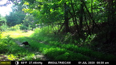 Meleagris gallopavo silvestris