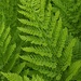 Alpine Lady-Fern - Photo (c) Chloe and Trevor Van Loon, some rights reserved (CC BY-NC), uploaded by Chloe and Trevor Van Loon