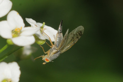 Acanthiophilus helianthi