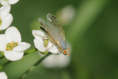 Acanthiophilus helianthi