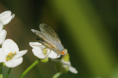 Acanthiophilus helianthi