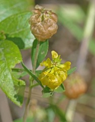 Trifolium aureum