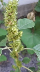 Amaranthus retroflexus