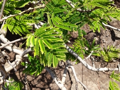 Gagnebina pterocarpa