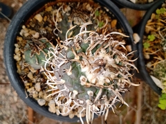 Turbinicarpus