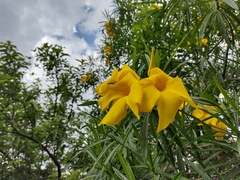 Cascabela thevetioides